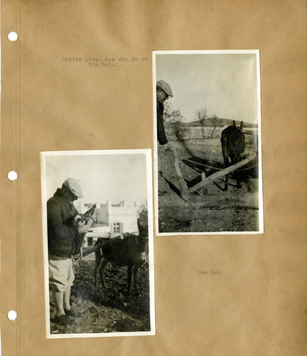 Native wooden plow drawn by a mule, farming Fred Midgley aimed to improve