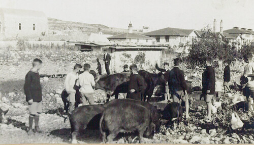 Orphans tend imported American livestock, Syra 1926