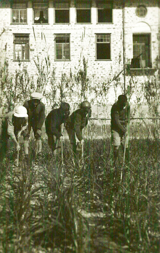 Orphan boys hoe the onion field, Syra, March 1927