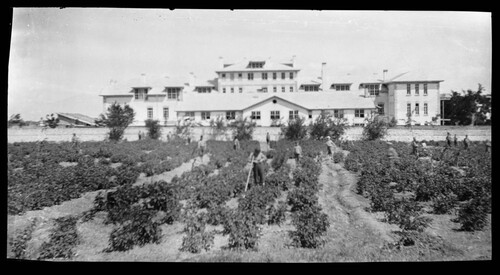 Orphan boys work the garden before the campus buildings, Near East Relief boys’ orphanage, Marsovan (Merzifon).